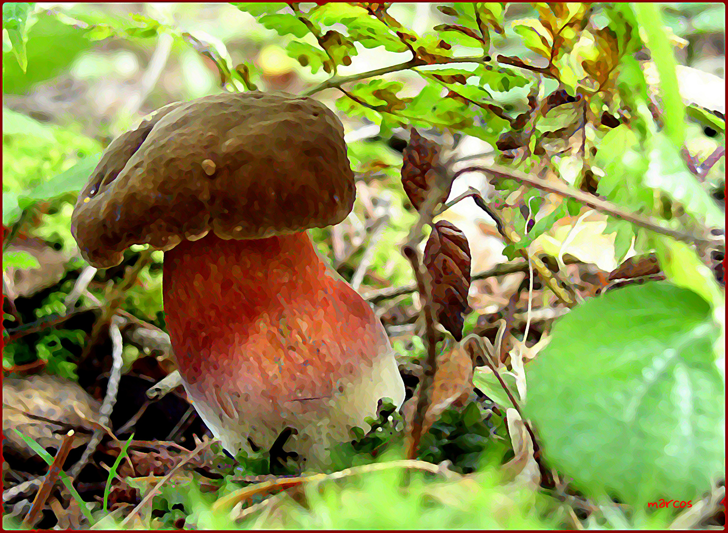 BOLETUS  * (acuarela)