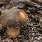 Boletus aereus 