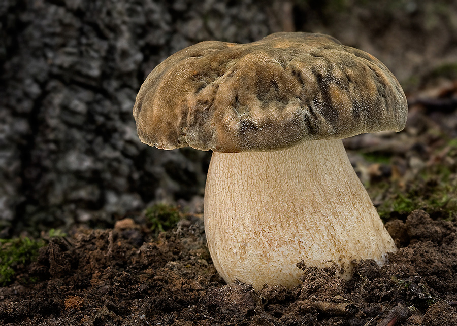 Boletus aereus