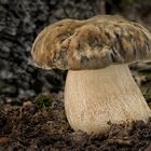 Boletus aereus