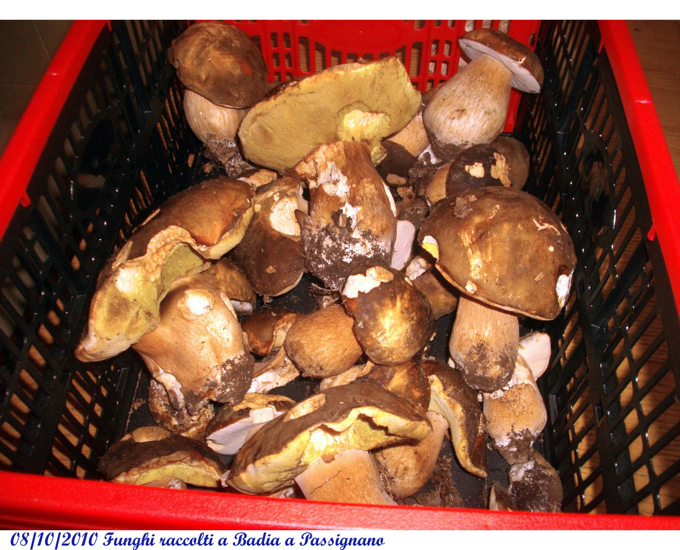 Boletus Aereus (Porcino nero)