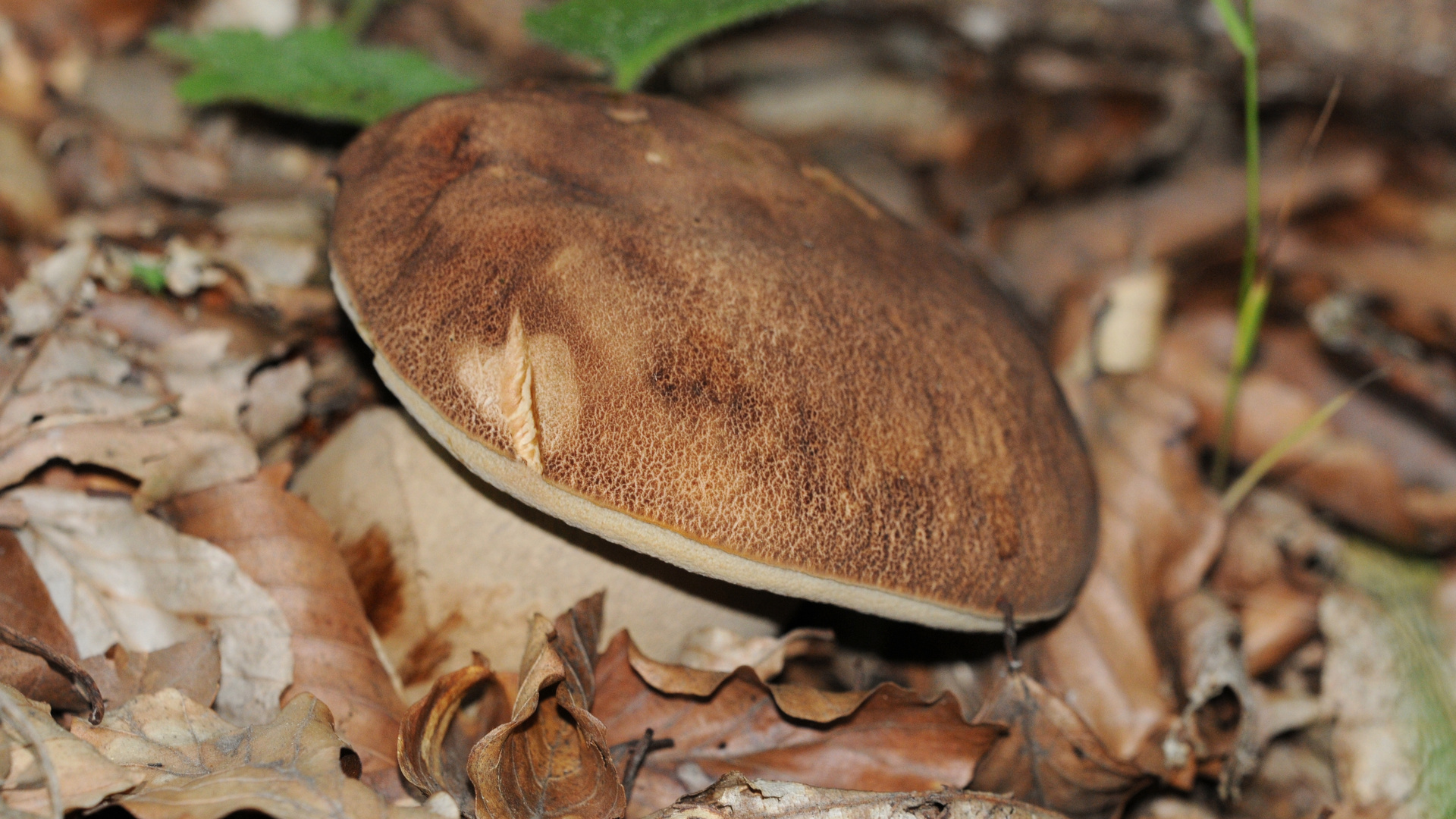 Boletus aestivalis