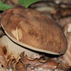 Boletus aestivalis