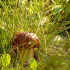 boletus aestivalis