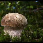 Boletus aestivalis