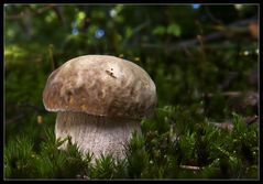 Boletus aestivalis