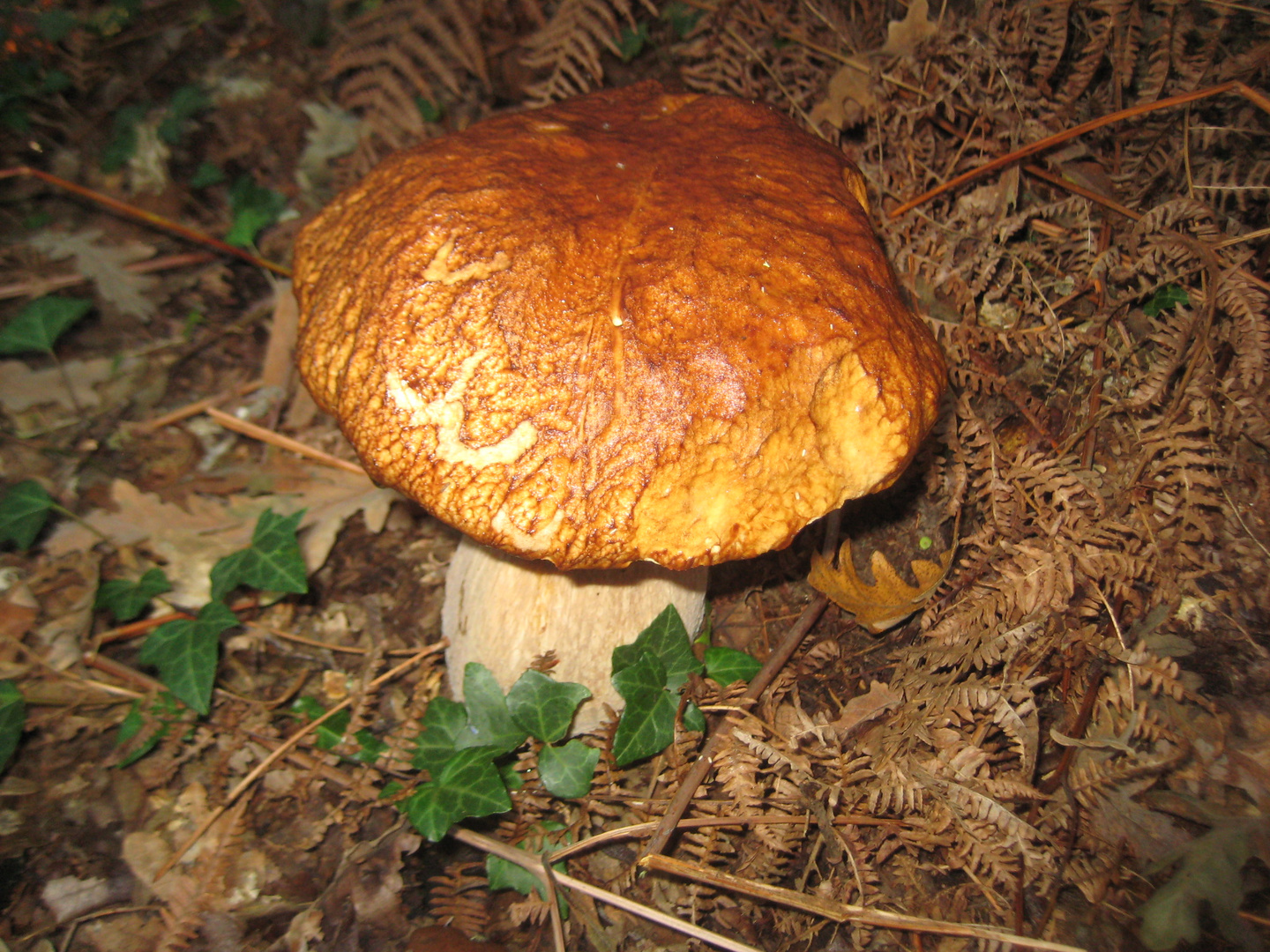 Boletus Aestivalis