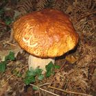 Boletus Aestivalis