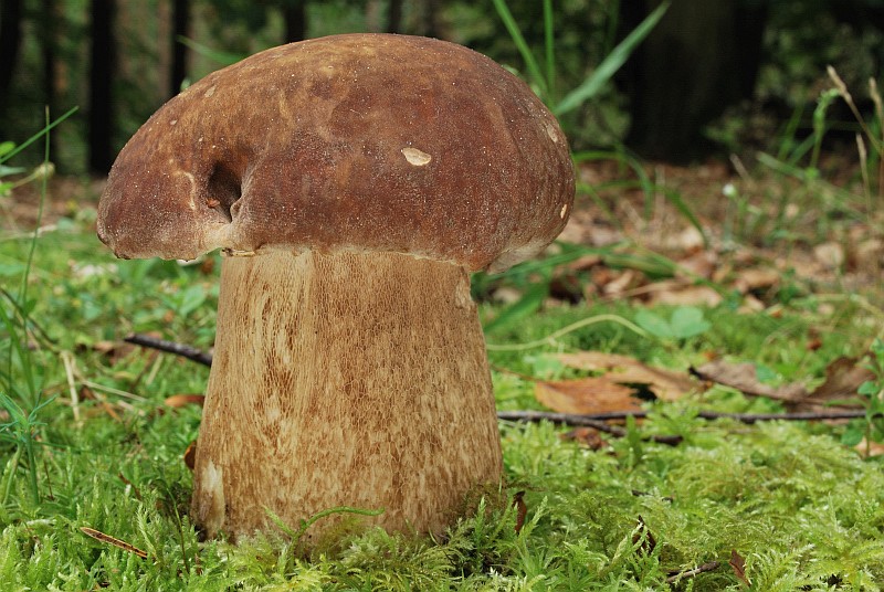 Boletus aestivalis (Sommersteinpilz) 25.07.