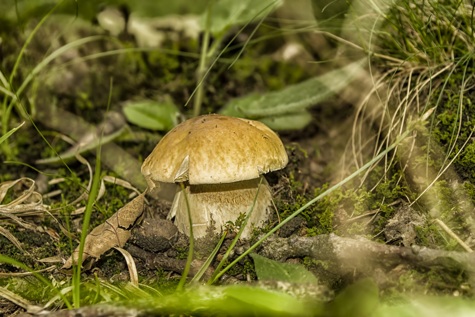 Boletus aestivalis - Sommersteinpilz