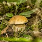 Boletus aestivalis - Sommersteinpilz