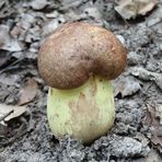 Boletus appendiculatus