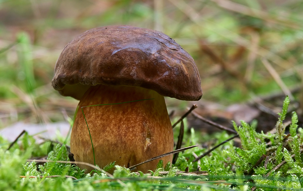 Boletus badius