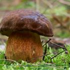 Boletus badius