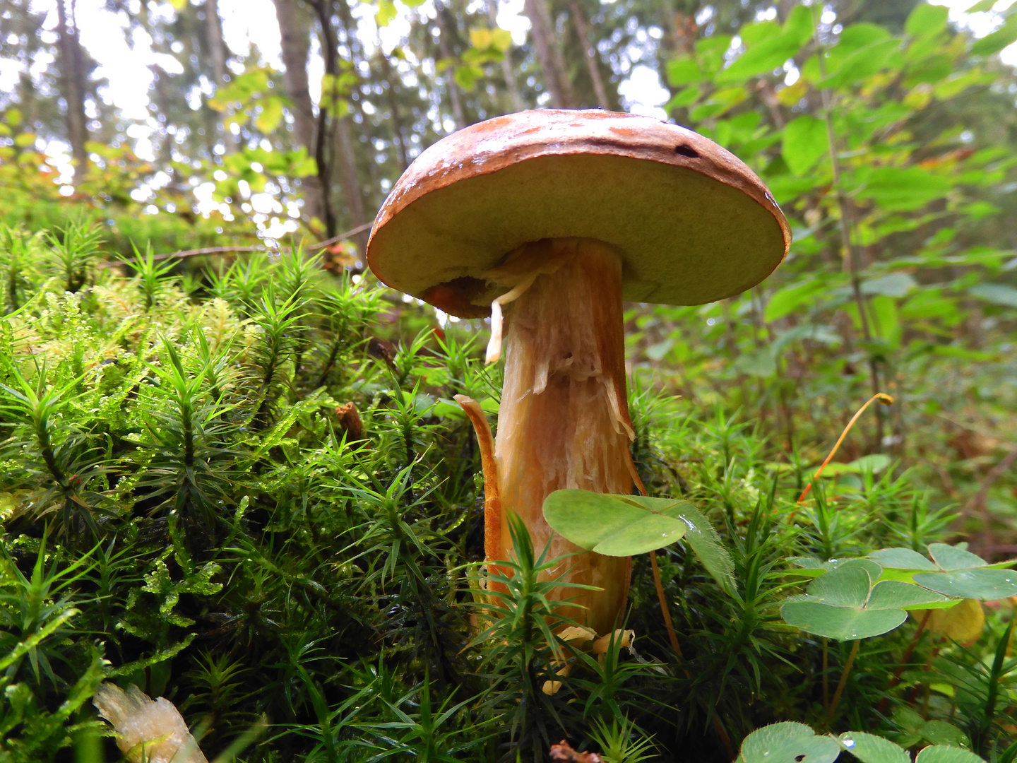 Boletus badius