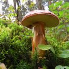 Boletus badius