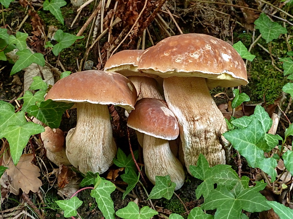 Boletus