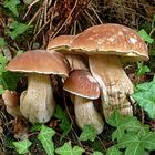 Boletus