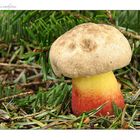 Boletus calopus