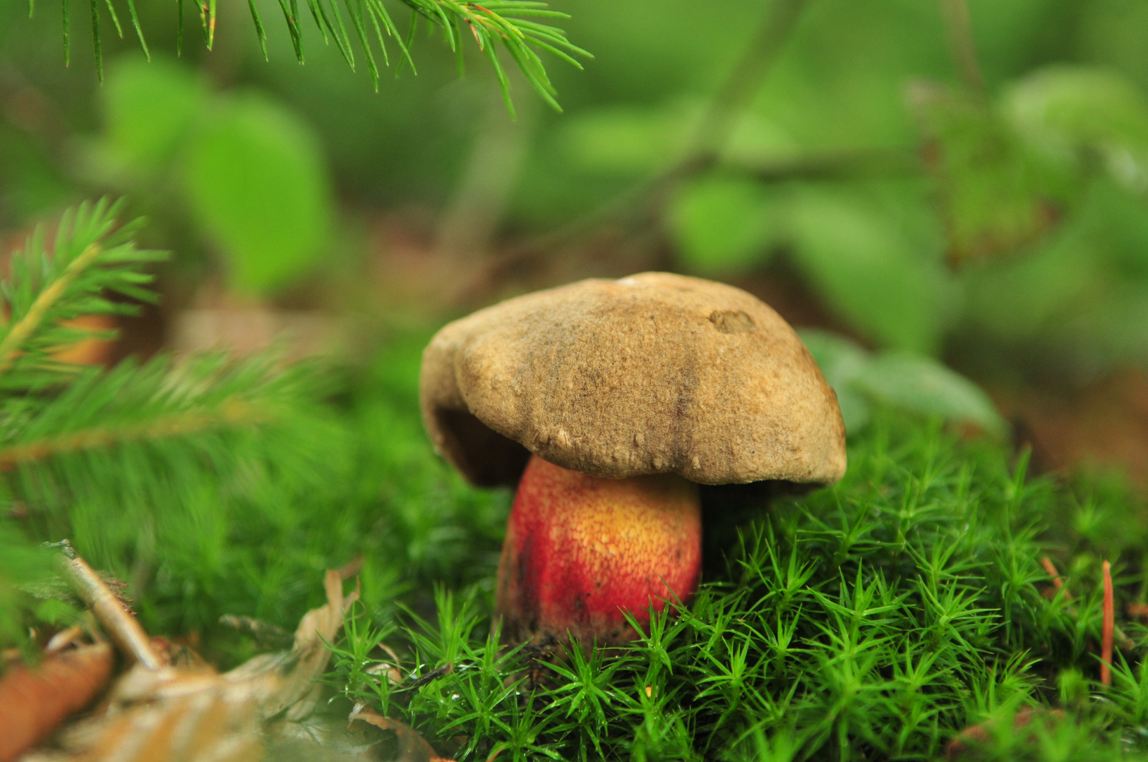 Boletus Calopus