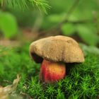 Boletus Calopus