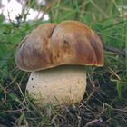 Boletus depilatus