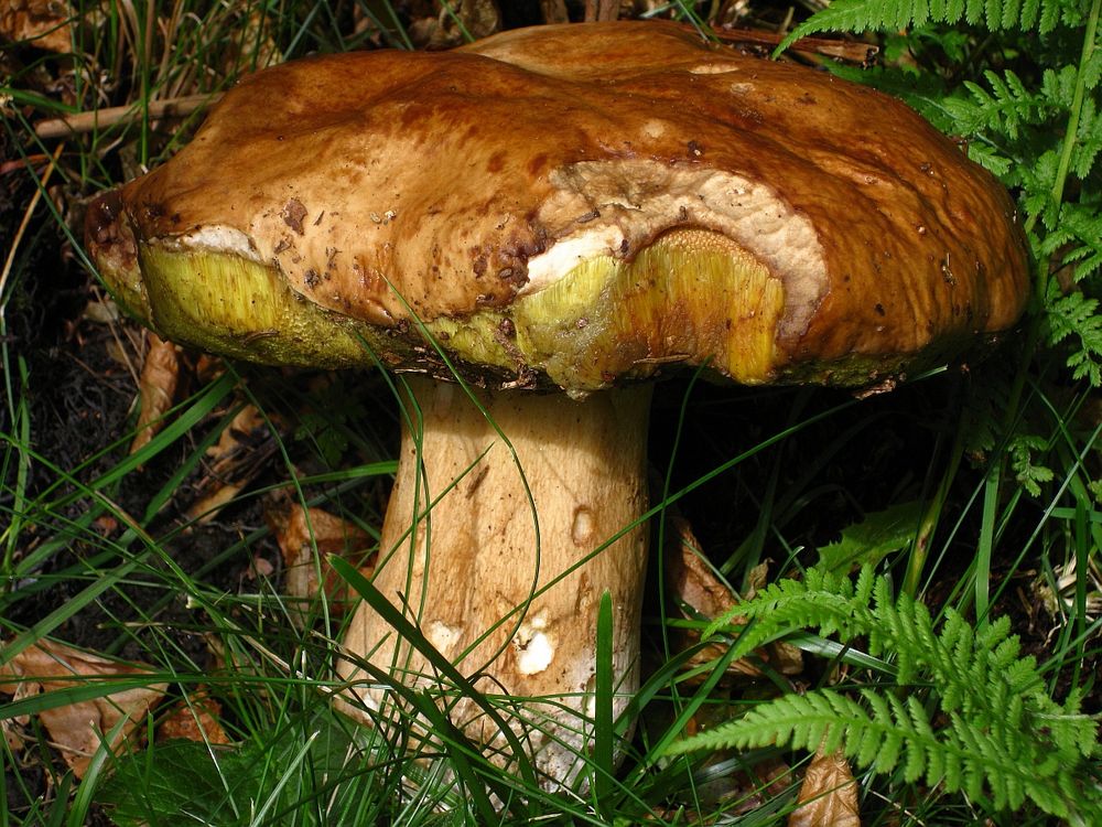 Boletus edulis