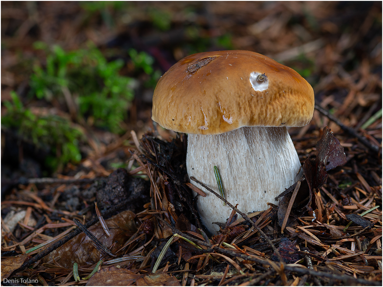 BOLETUS EDULIS