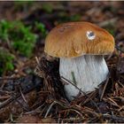 BOLETUS EDULIS