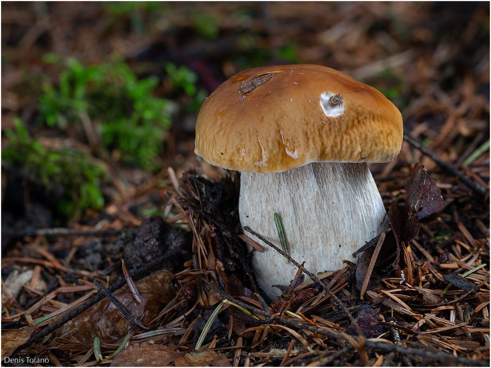 BOLETUS EDULIS