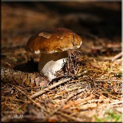 boletus edulis