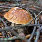 BOLETUS EDULIS