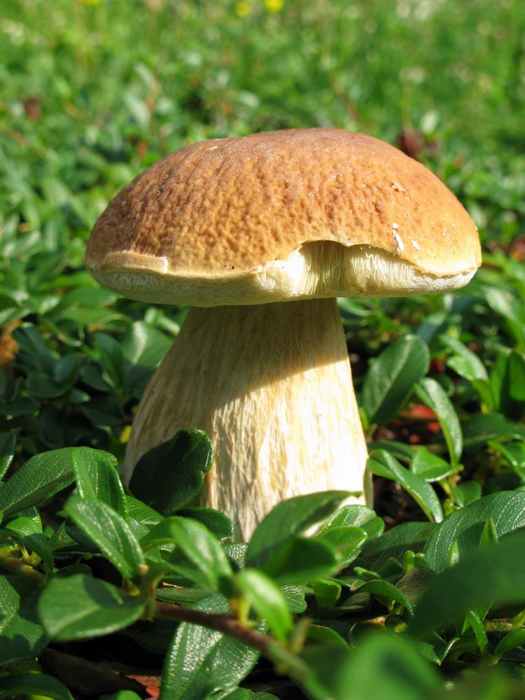 Boletus Edulis