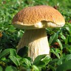 Boletus Edulis