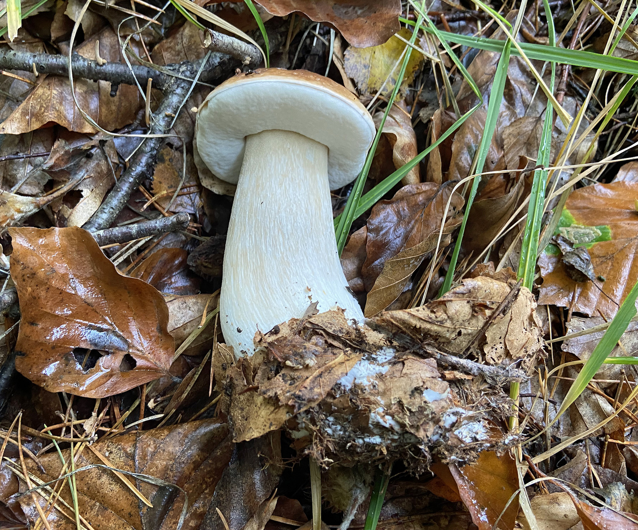 boletus edulis