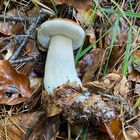 boletus edulis