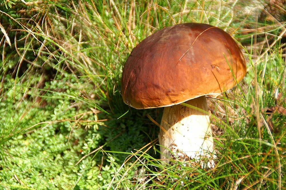 Boletus edulis