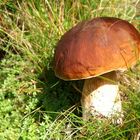 Boletus edulis