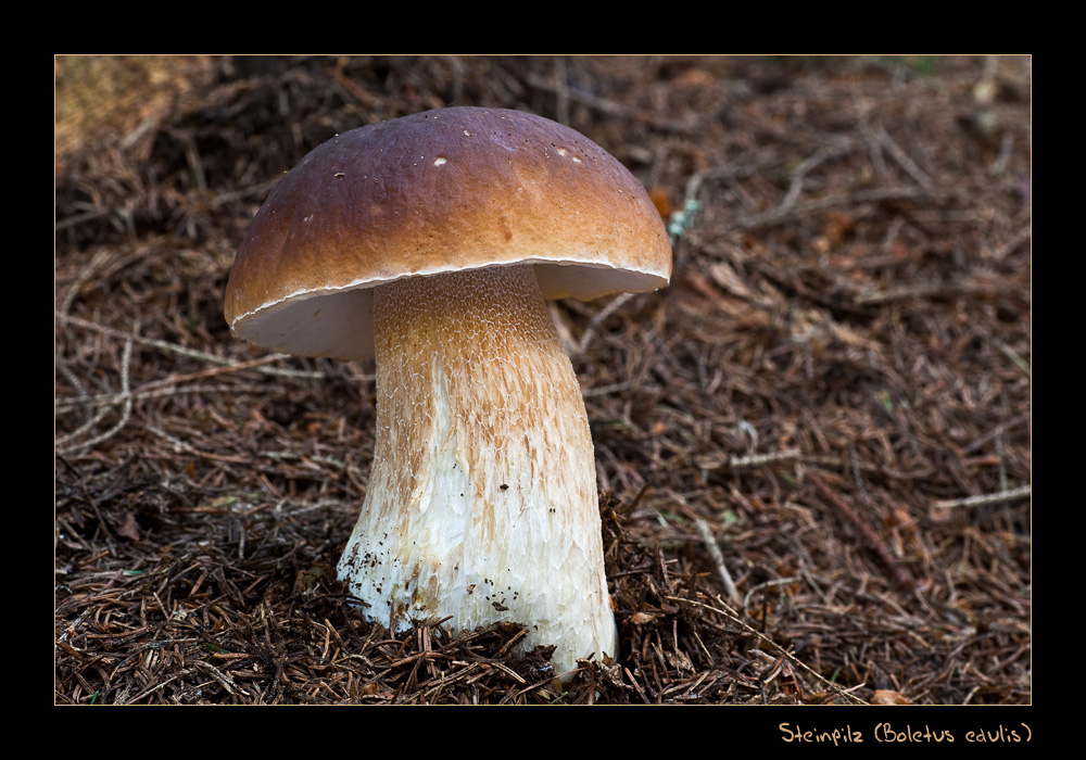 Boletus edulis