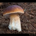 Boletus edulis