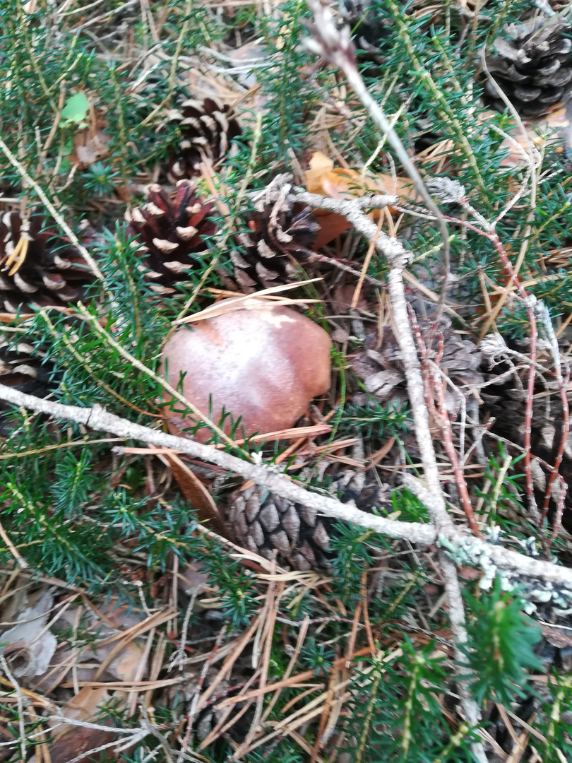 Boletus edulis