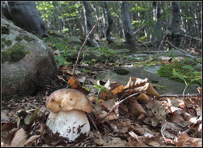 boletus edulis