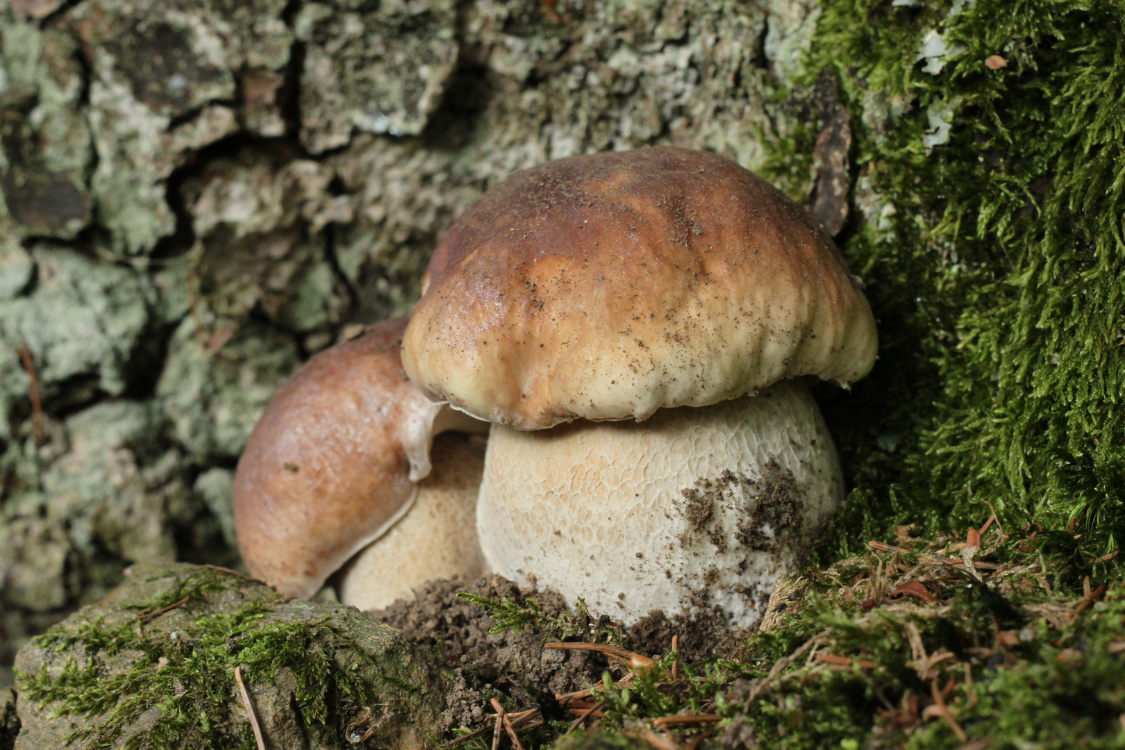 Boletus edulis