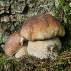 Boletus edulis