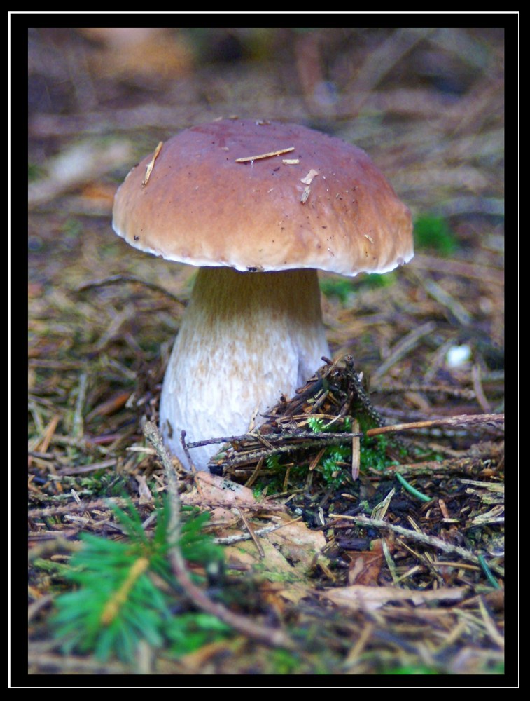 Boletus Edulis ..