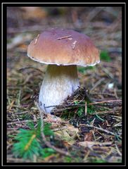 Boletus Edulis ..