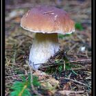 Boletus Edulis ..