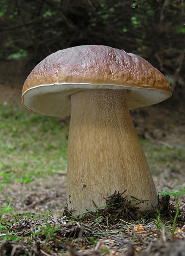 Boletus edulis