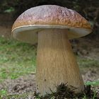 Boletus edulis