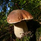 Boletus edulis